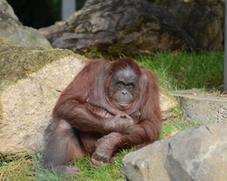 foto bij artikel